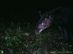 Tapirus pinchaque