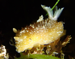 Thordisa bimaculata