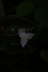 Tradescantia fluminensis
