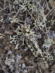 Angaracris barabensis