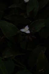 Tradescantia fluminensis