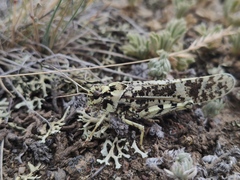 Angaracris barabensis