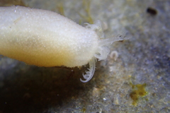Leptosynapta albicans
