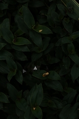 Tradescantia fluminensis