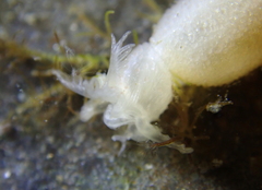 Leptosynapta albicans
