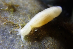 Leptosynapta albicans