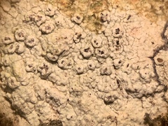 Pertusaria pustulata