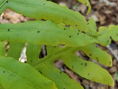 Lorinseria areolata image