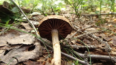 Cortinarius evernius