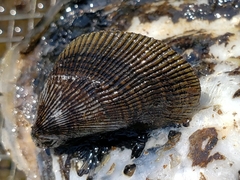 Brachidontinae