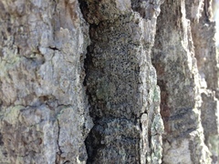 Cresponea chloroconia