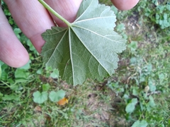 Malva pusilla