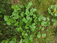 Malva pusilla
