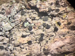 Cresponea chloroconia