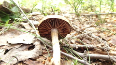 Cortinarius evernius