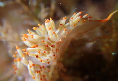 Austraeolis stearnsi