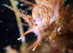 Austraeolis stearnsi