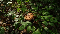 Cortinarius evernius