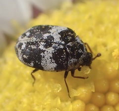 Anthrenus pimpinellae