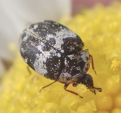 Anthrenus pimpinellae