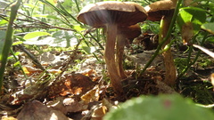 Cortinarius evernius