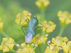 Lygocoris pabulinus