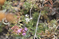 Asperula tephrocarpa