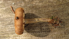 Cortinarius evernius