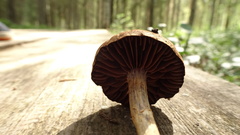 Cortinarius evernius