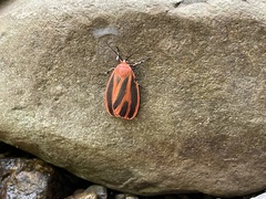 Hypoprepia miniata