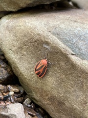 Hypoprepia miniata