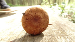 Cortinarius evernius