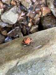 Hypoprepia miniata