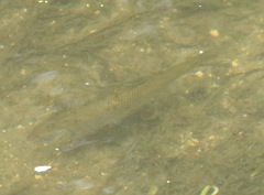 Squalius cephalus