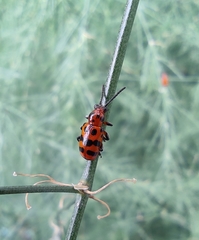 Crioceris quatuordecimpunctata