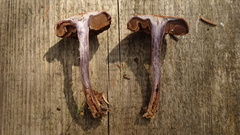 Cortinarius evernius