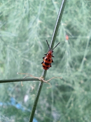 Crioceris quatuordecimpunctata