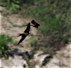 Hirundo rustica