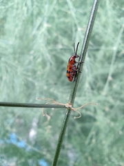 Crioceris quatuordecimpunctata