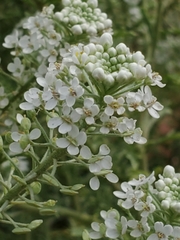 Lepidium thurberi