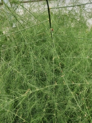 Crioceris quatuordecimpunctata