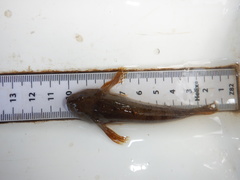 Cottus perifretum