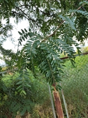 Magnoliopsida