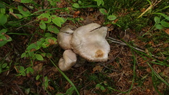 Cortinarius evernius
