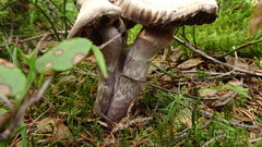 Cortinarius evernius