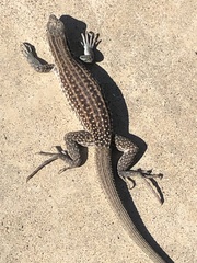 Aspidoscelis exsanguis