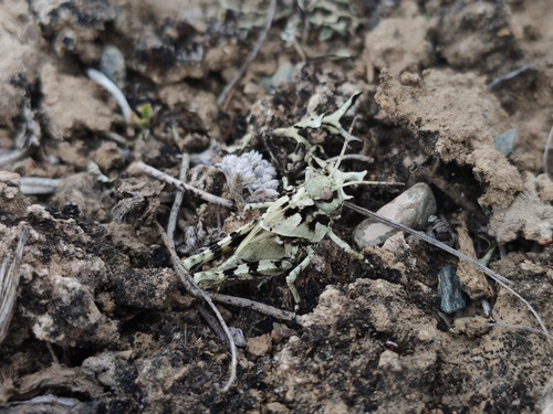 Angaracris barabensis