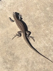 Aspidoscelis exsanguis