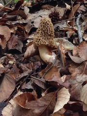 Morchella americana