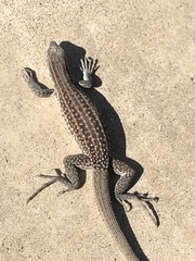 Aspidoscelis exsanguis